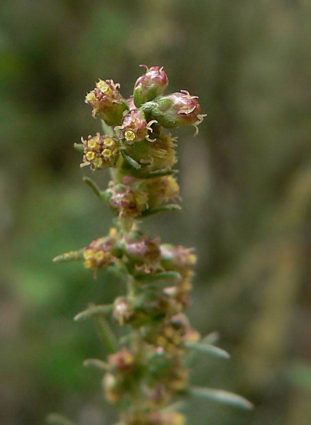 palina poľná - detail Artemisia campestris L.