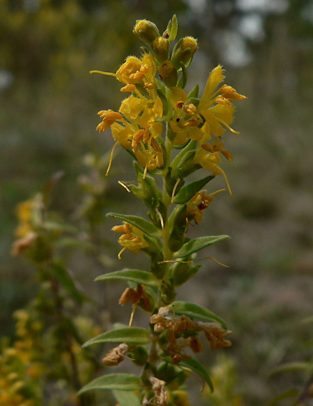 zúbkokvet žltý - zahořanka žlutá Orthantha lutea (L.) A. Kern. ex Wettst.