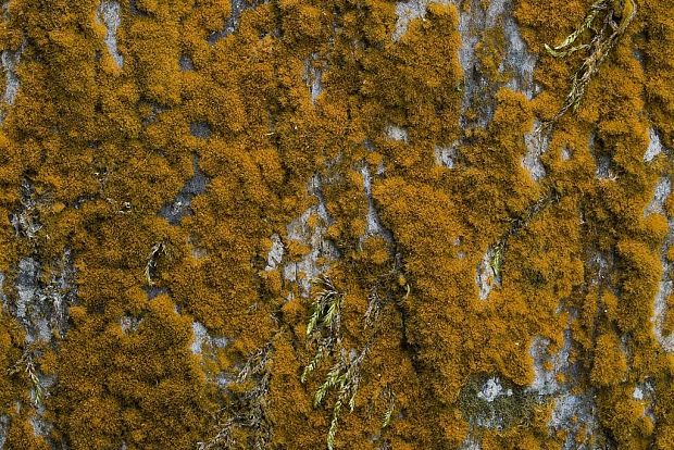 trentepólia  Trentepohlia aurea (Linnaeus) Martius