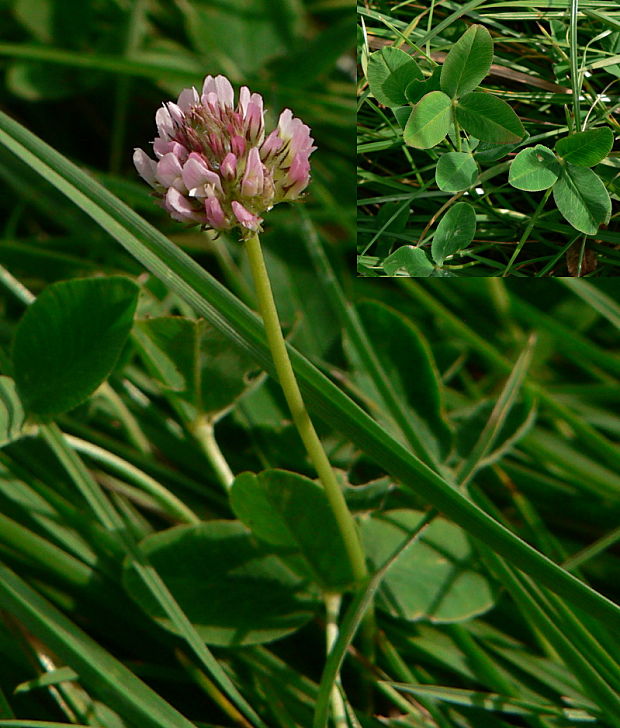 ďatelina jahodovitá Trifolium fragiferum L.