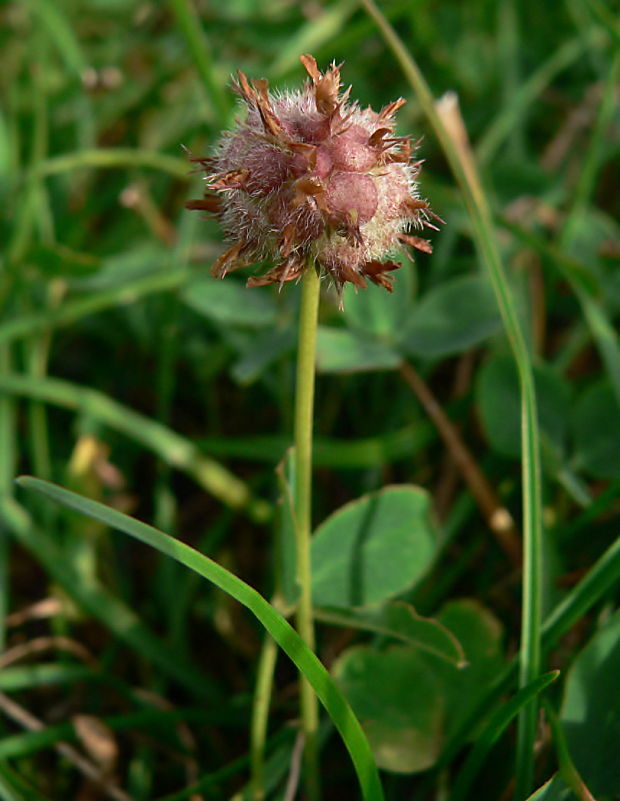 ďatelina jahodovitá - plod Trifolium fragiferum L.