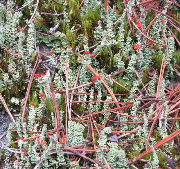 dutohlávka nádherná Cladonia bellidiflora  (Ach.) Schaerer