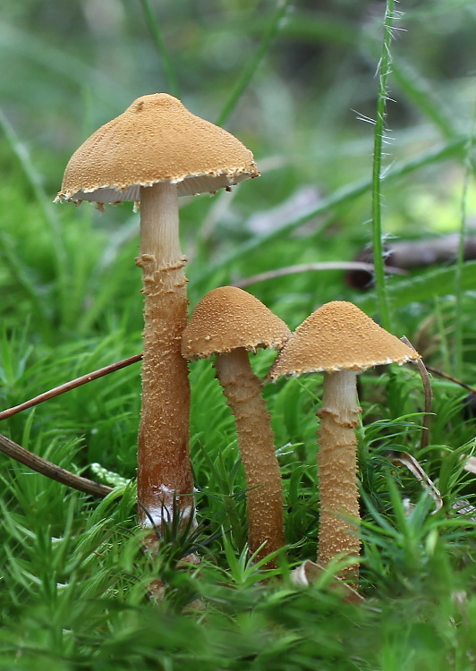 zrnivka okrová Cystoderma amianthinum (Scop.) Fayod