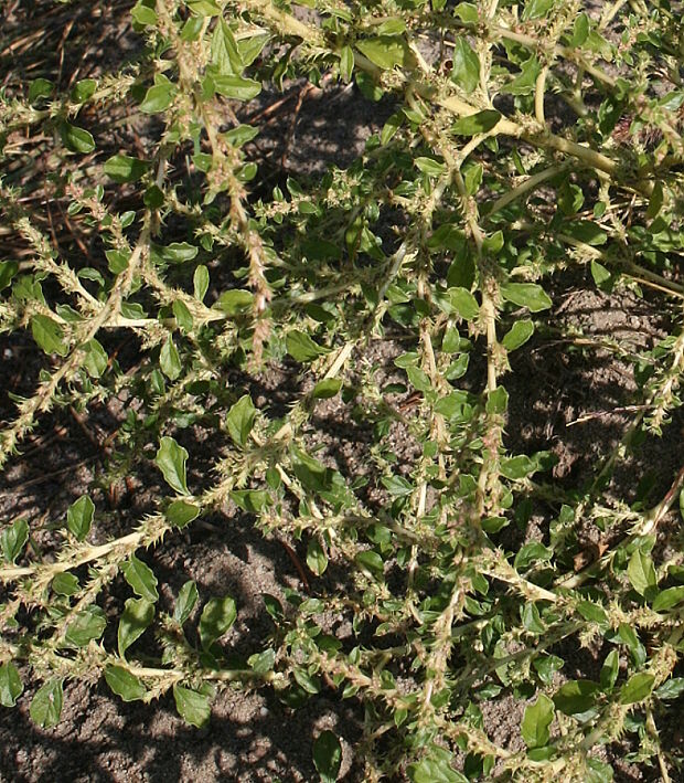 láskavec biely Amaranthus albus L.