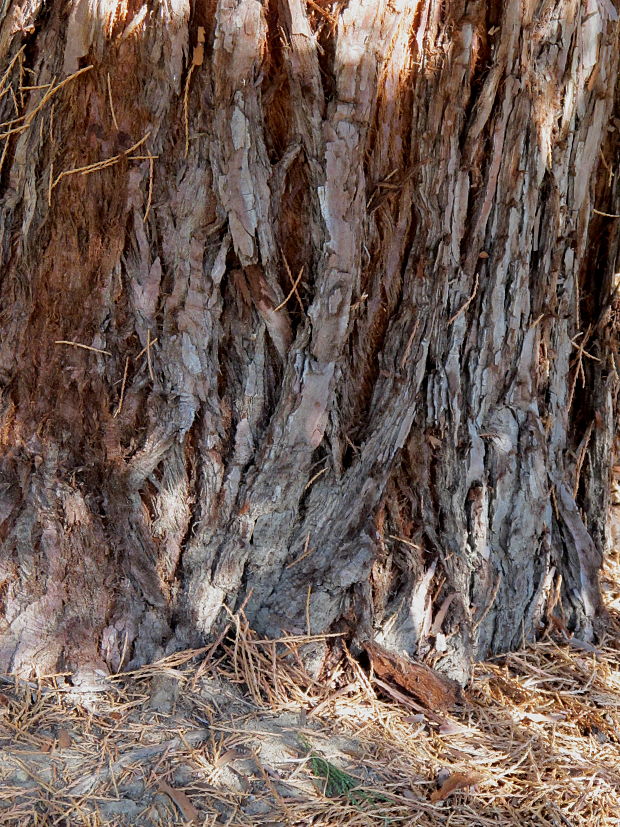 sekvojovec mamutí Sequoiadendron giganteum (Lindl.) Buchholz