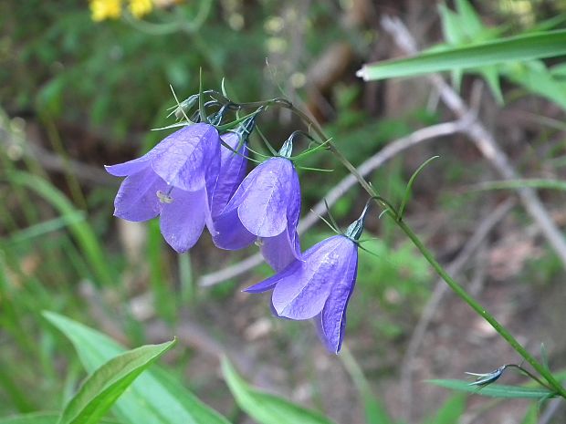 zvonček hrubokoreňový Campanula serrata (Kit. ex Schult.) Hendrych