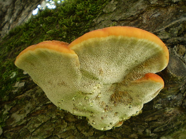 ryšavec srstnatý Inonotus hispidus (Bull.) P. Karst.