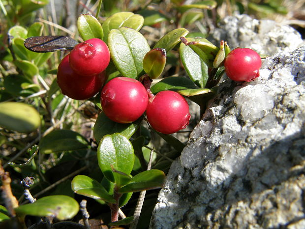 brusnica pravá Vaccinium vitis-idaea L.