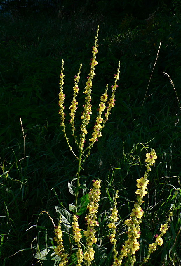 divozel chaixov rakúsky - divizna jižní rakouská Verbascum chaixii subsp. austriacum (Schott ex Roem. et Schult.) Hayek