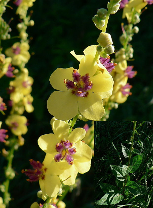 divozel chaixov rakúsky Verbascum chaixii subsp. austriacum (Schott ex Roem. et Schult.) Hayek