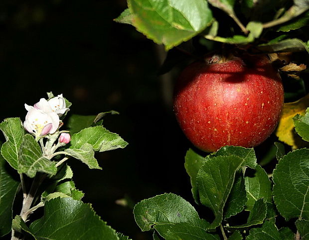 anomália prírody 1.10.2011 rozkvitla jabloň
