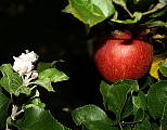 anomália prírody 1.10.2011 rozkvitla jabloň