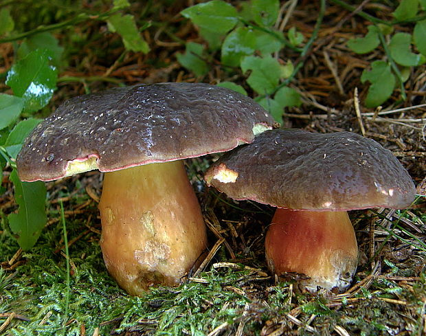 suchohríbnik zamatový Xerocomellus pruinatus (Fr. & Hök) Šutara