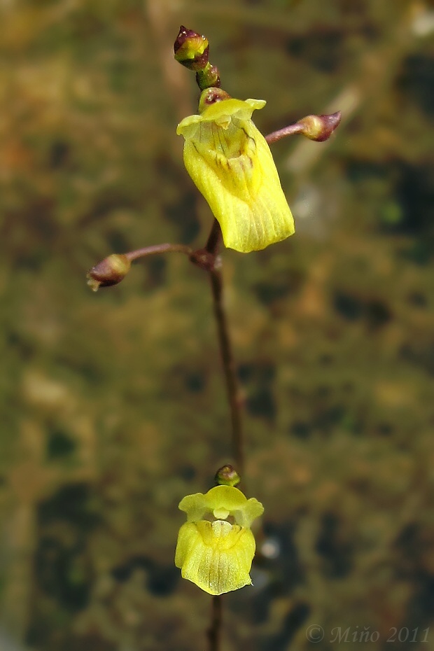 bublinatka menšia Utricularia minor L.