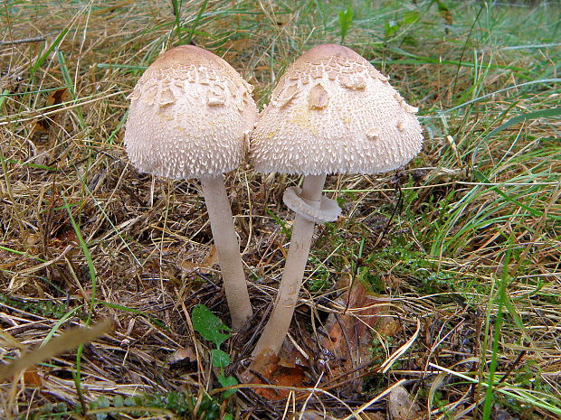 bedľa vysoká Macrolepiota procera (Scop.) Singer