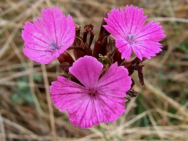 klinček pontederov  Dianthus pontederae A. Kern.