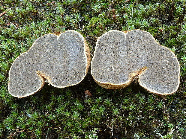 koreňovec žltkastý Rhizopogon cf.luteolus