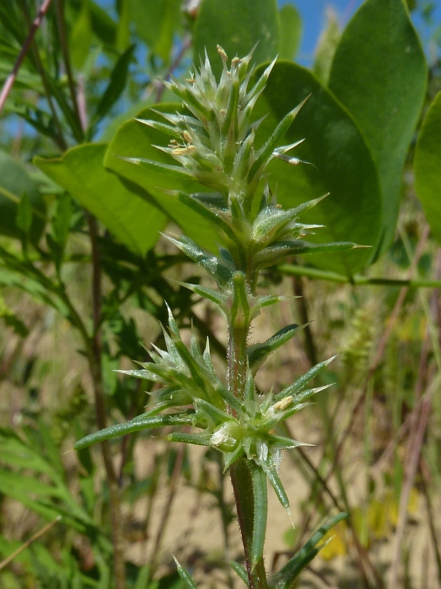 slanobyľ draslomilná  Salsola kali subsp. rosacea L. Čelak.