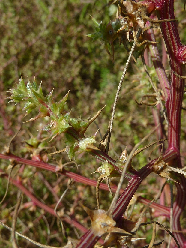 slanobyľ drasnomilná Salsola kali subsp. rosacea L. Čelak