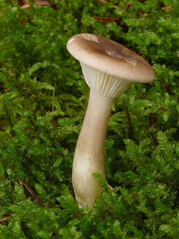strmuľka kyjakovitá Ampulloclitocybe clavipes (Pers.) Redhead, Lutzoni, Moncalvo & Vilgalys