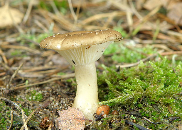 strmuľka kyjakovitá Ampulloclitocybe clavipes (Pers.) Redhead, Lutzoni, Moncalvo & Vilgalys