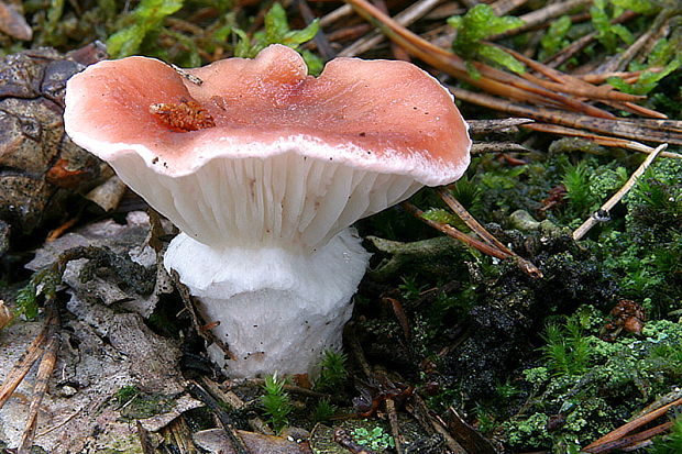 sliziak ružový Gomphidius roseus (Fr.) Oudem.