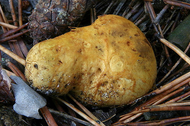 koreňovec žltkastý Rhizopogon cf. luteolus