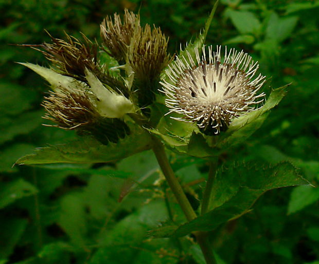 pichliač zelinový Cirsium oleraceum (L.) Scop.