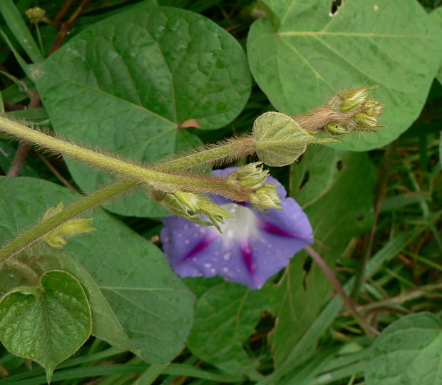 povojník purpurový Pharbitis purpurea (L.) Voigt