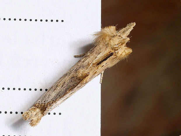 chochlatka dvojzúbková Pterostoma palpina