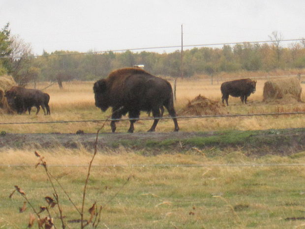 bizon z indianskej rezervacie
