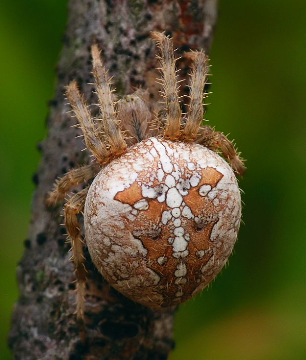 križiak obyčajný Araneus diadematus
