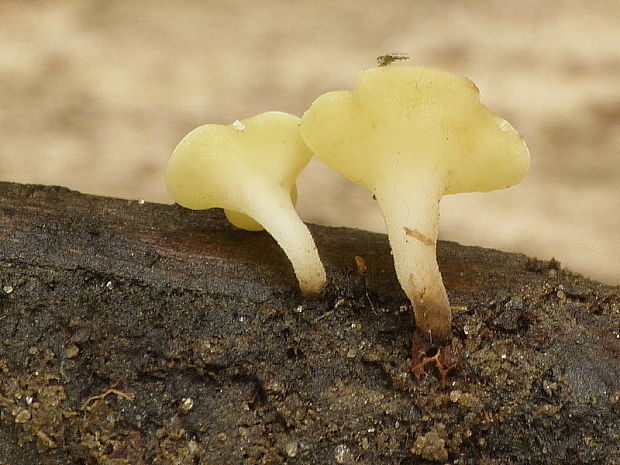 čiašočka Hymenoscyphus sp.