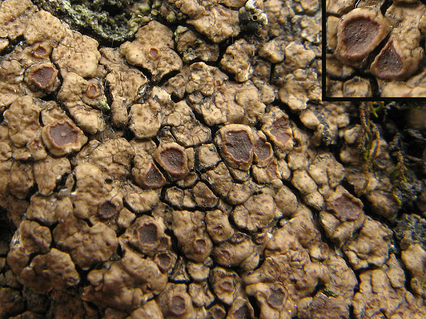 mnohospórovka hnedastá Acarospora fuscata