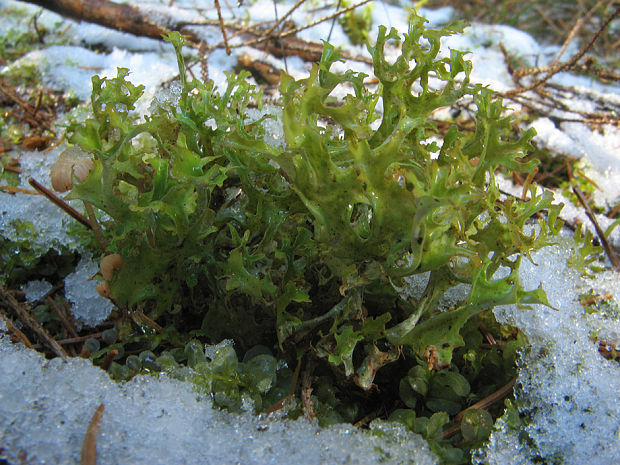 pľuzgierka islandská Cetraria islandica subsp. islandica (L.) Ach.
