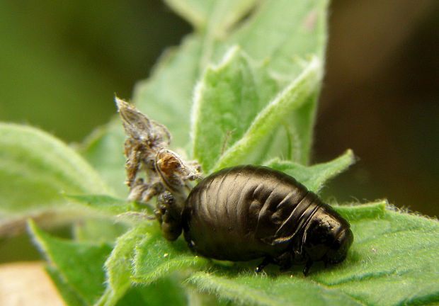 liskavka mätova -larva Chrysolina herbacea Duftschmid, 1825