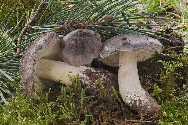 čírovka sivá  Tricholoma portentosum (Fr.) Quél.