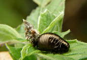 liskavka mätova -larva