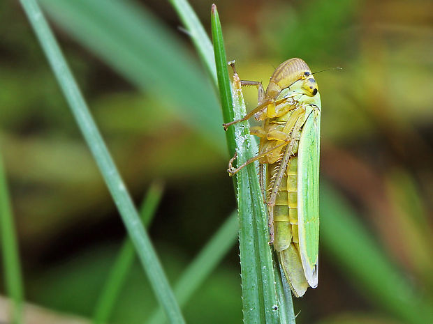 cikádka zelená  Cicadella viridis