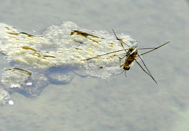 korčuliarka obyčajná Gerris lacustris