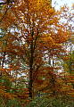 Jeseň v lese