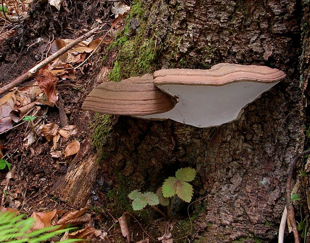 lesklokôrovka plochá Ganoderma applanatum (Pers.) Pat.