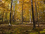 jesenný les