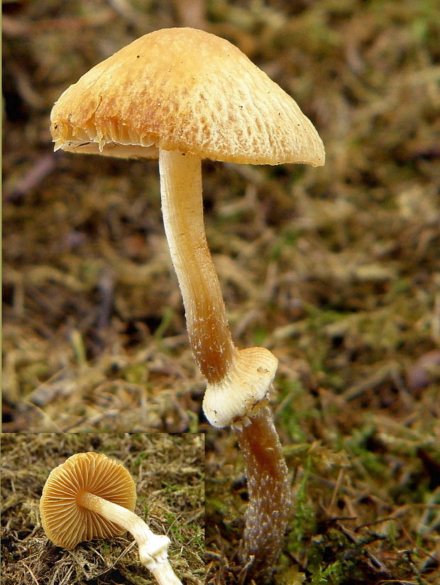 kapucňovec Pholiotina teneroides (J.E. Lange) Singer