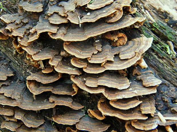 kožnačka hrdzavohnedá Hymenochaete rubiginosa (Dicks.) Lév.