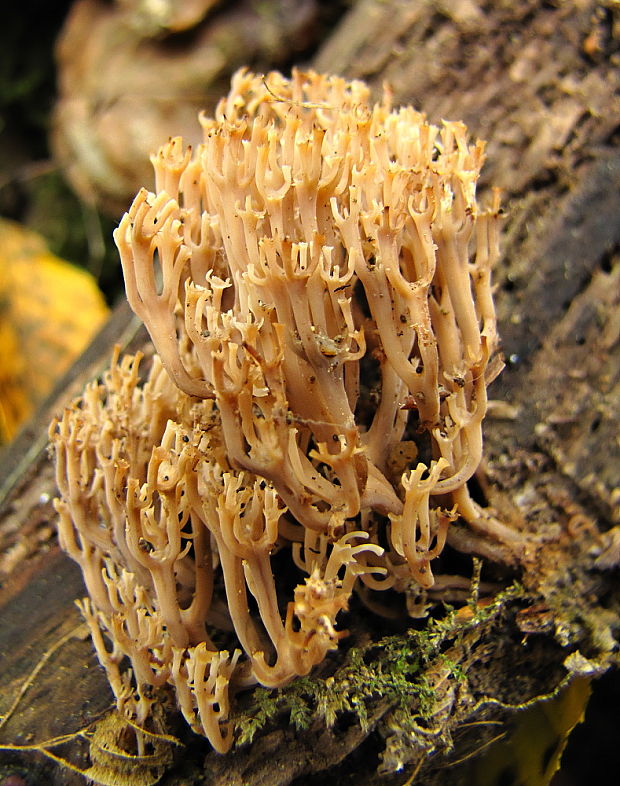 korunovec svietnikovitý Artomyces pyxidatus (Pers.) Jülich