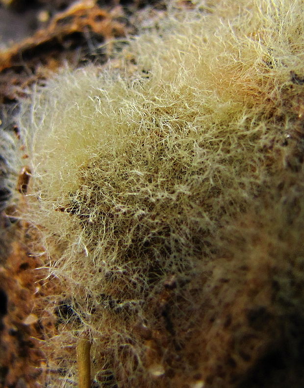 hnojník- ozonium (Romagn.) Redhead, Vilgalys & Moncalvo