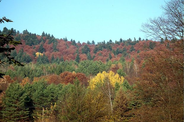 les v jeseni