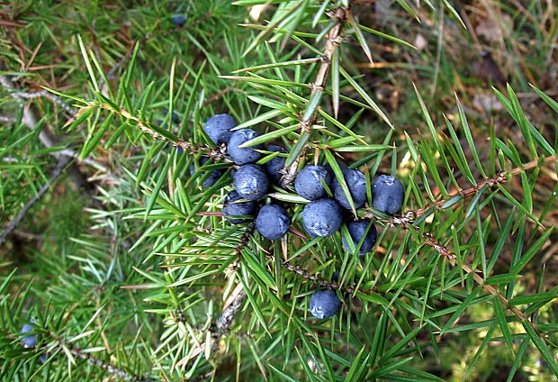 borievka obyčajná  Juniperus communis L.