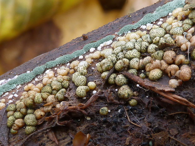 trichoderma Trichoderma strictipile Bissett